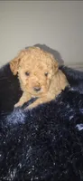 River Criss , a female Poodle - Toy  for sale in Houston, TX – 1 of 5