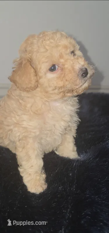 Lake Criss – Poodle - Toy  puppy for sale in Houston, TX