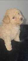 Lake Criss, a female Poodle - Toy  for sale in Houston, TX – 1 of 4
