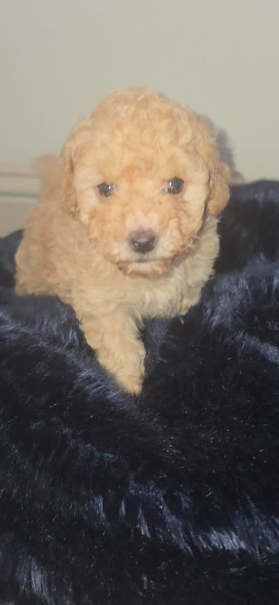 River Criss , a female Poodle - Toy  for sale in Houston, TX – 5 of 5