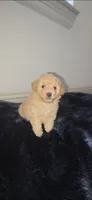 Lake Criss, a female Poodle - Toy  for sale in Houston, TX – 4 of 4