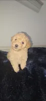 River Criss , a female Poodle - Toy  for sale in Houston, TX – 4 of 5