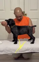 Yellow , a female Cane Corso for sale in Columbus, IN – 4 of 4