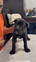 Yellow , a female Cane Corso for sale in Columbus, IN – 3 of 4