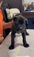 Yellow , a female Cane Corso for sale in Columbus, IN – 2 of 4