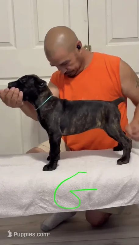 Green female – Cane Corso puppy for sale in Columbus, IN