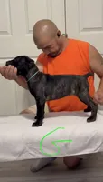 Green female, a female Cane Corso for sale in Columbus, IN – 1 of 4
