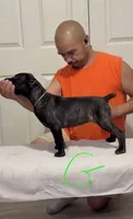 Green female, a female Cane Corso for sale in Columbus, IN – 2 of 4