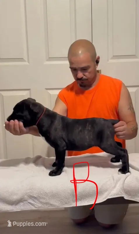Green female – Cane Corso puppy for sale in Columbus, IN