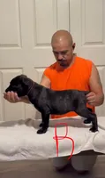 Red female, a female Cane Corso for sale in Columbus, IN – 1 of 4