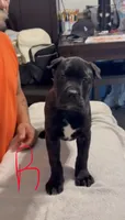 Red female, a female Cane Corso for sale in Columbus, IN – 3 of 4