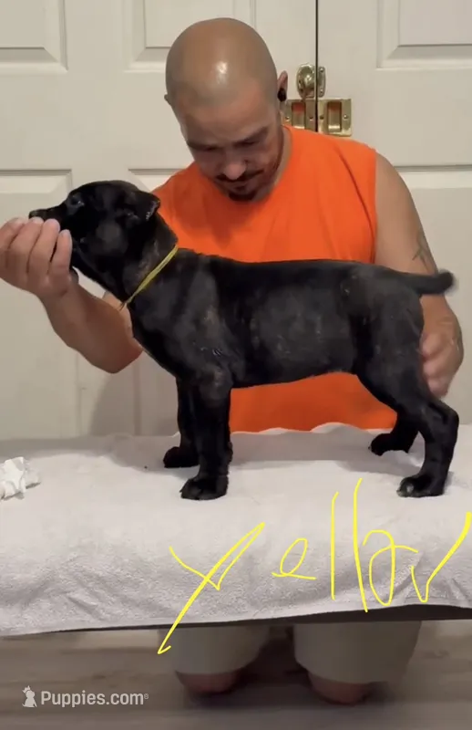 Yellow  – Cane Corso puppy for sale in Columbus, IN