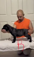 Red female, a female Cane Corso for sale in Columbus, IN – 2 of 4