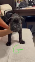 Green female, a female Cane Corso for sale in Columbus, IN – 3 of 4