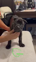 Green female, a female Cane Corso for sale in Columbus, IN – 4 of 4