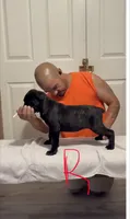 Red female, a female Cane Corso for sale in Columbus, IN – 4 of 4