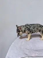 Merlin, a male French Bulldog for sale in Lexington, NC – Photo 8 of 8