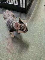 Merlin, a male French Bulldog for sale in Lexington, NC – Photo 7 of 8