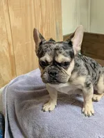 Merlin, a male French Bulldog for sale in Lexington, NC – Photo 5 of 8