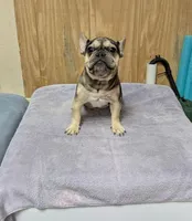 Merlin, a male French Bulldog for sale in Lexington, NC – Photo 6 of 8