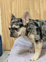 Merlin, a male French Bulldog for sale in Lexington, NC – Photo 2 of 8