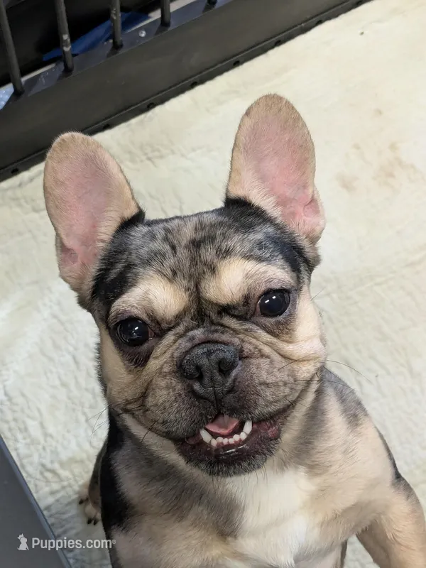Merlin – French Bulldog puppy for sale in Lexington, NC