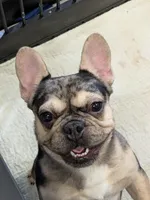 Merlin, a male French Bulldog for sale in Lexington, NC – Photo 1 of 8