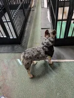 Merlin, a male French Bulldog for sale in Lexington, NC – Photo 3 of 8