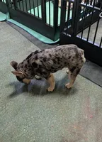 Merlin, a male French Bulldog for sale in Lexington, NC – Photo 4 of 8