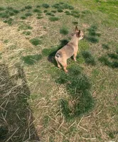 Alkazam , a male French Bulldog for sale in Lexington, NC – Photo 9 of 10