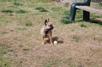 Alkazam , a male French Bulldog for sale in Lexington, NC – Photo 5 of 10