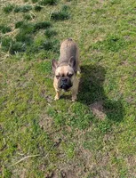 Alkazam , a male French Bulldog for sale in Lexington, NC – Photo 4 of 10