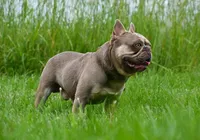 Alkazam , a male French Bulldog for sale in Lexington, NC – Photo 3 of 10