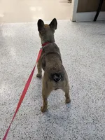 Alkazam , a male French Bulldog for sale in Lexington, NC – Photo 8 of 10