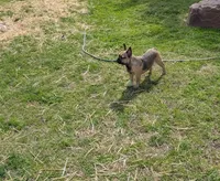 Alkazam , a male French Bulldog for sale in Lexington, NC – Photo 2 of 10