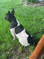 Alkazam , a male French Bulldog for sale in Lexington, NC – Photo 7 of 10