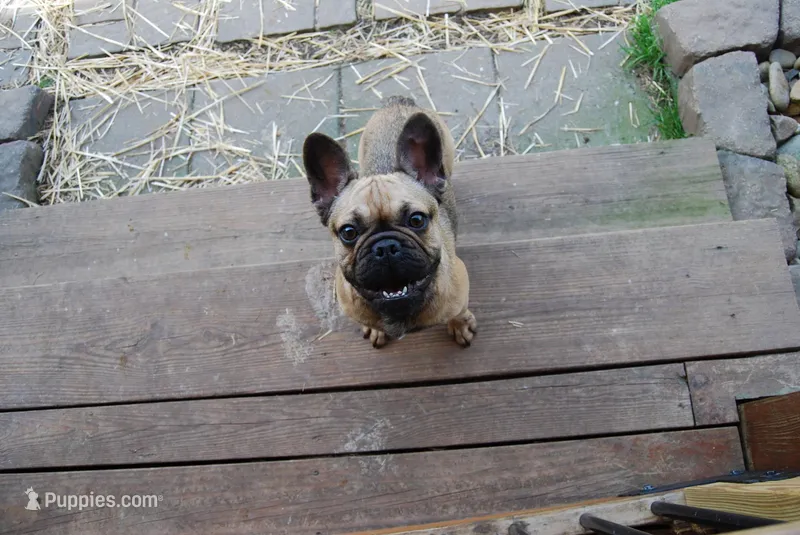 Alkazam  – French Bulldog puppy for sale in Lexington, NC