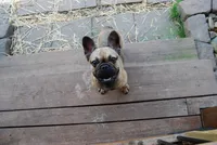 Alkazam , a male French Bulldog for sale in Lexington, NC – Photo 1 of 10