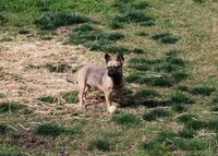 Alkazam , a male French Bulldog for sale in Lexington, NC – Photo 6 of 10