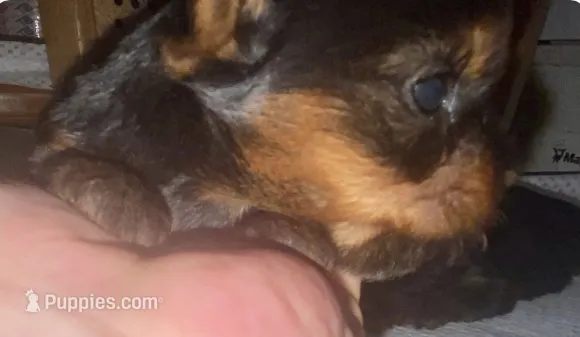 No named – Yorkshire Terrier puppy for sale in Miami, FL