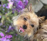 Tiny Female Puppy, a female Yorkshire Terrier for sale in Alpharetta, GA – Photo 3 of 3