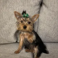 Tiny Female Puppy, a female Yorkshire Terrier for sale in Alpharetta, GA – Photo 4 of 4