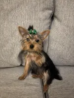 Tiny Female Puppy, a female Yorkshire Terrier for sale in Alpharetta, GA – Photo 4 of 4