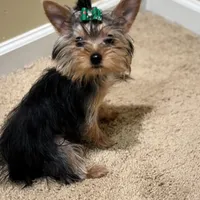 Tiny Female Puppy, a female Yorkshire Terrier for sale in Alpharetta, GA – Photo 3 of 4