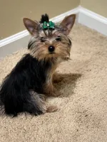 Tiny Female Puppy, a female Yorkshire Terrier for sale in Alpharetta, GA – Photo 3 of 4