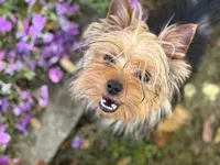 Tiny Female Puppy, a female Yorkshire Terrier for sale in Alpharetta, GA – Photo 1 of 3