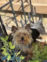 Tiny Female Puppy, a female Yorkshire Terrier for sale in Alpharetta, GA – Photo 2 of 3