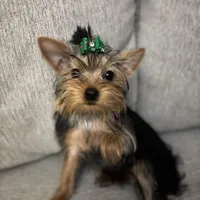 Tiny Female Puppy, a female Yorkshire Terrier for sale in Alpharetta, GA – Photo 2 of 4