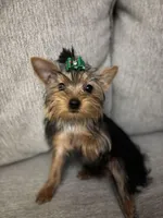 Tiny Female Puppy, a female Yorkshire Terrier for sale in Alpharetta, GA – Photo 2 of 4