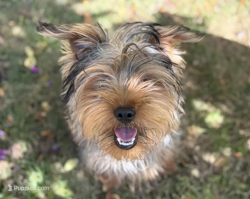 Male Puppy – Yorkshire Terrier puppy for sale in Alpharetta, GA